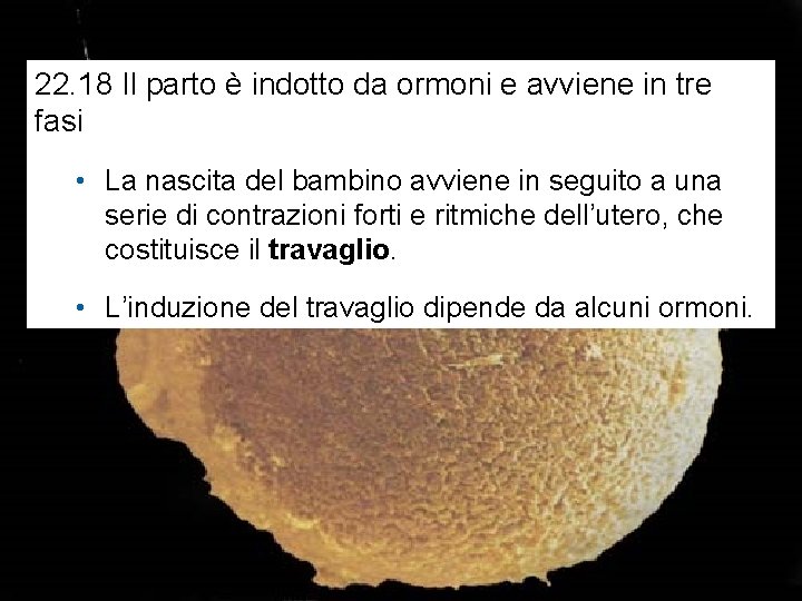 22. 18 Il parto è indotto da ormoni e avviene in tre fasi •