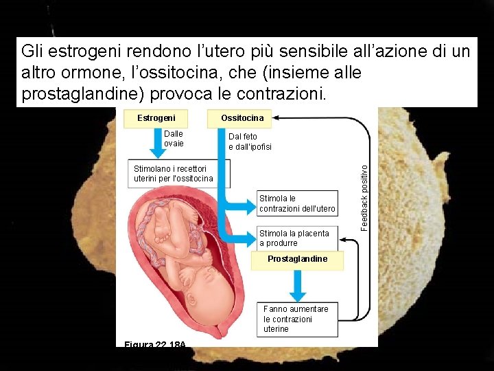 Gli estrogeni rendono l’utero più sensibile all’azione di un altro ormone, l’ossitocina, che (insieme