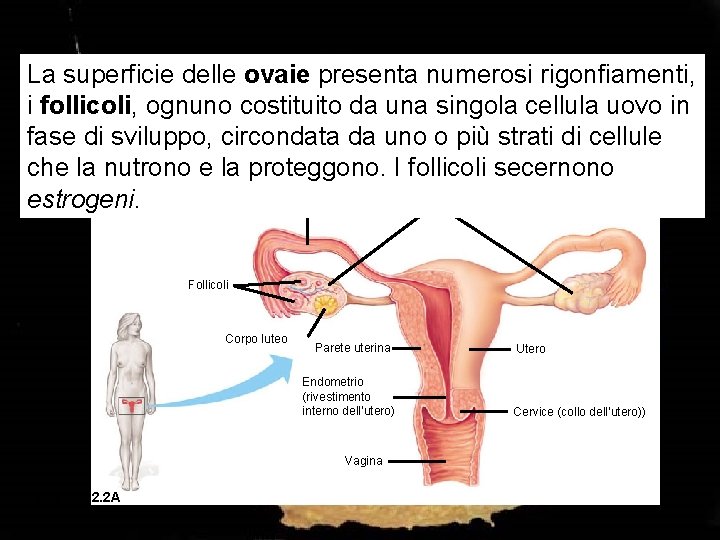 La superficie delle ovaie presenta numerosi rigonfiamenti, i follicoli, ognuno costituito da una singola