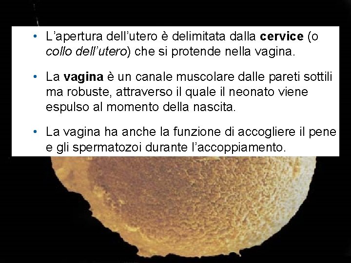  • L’apertura dell’utero è delimitata dalla cervice (o collo dell’utero) che si protende