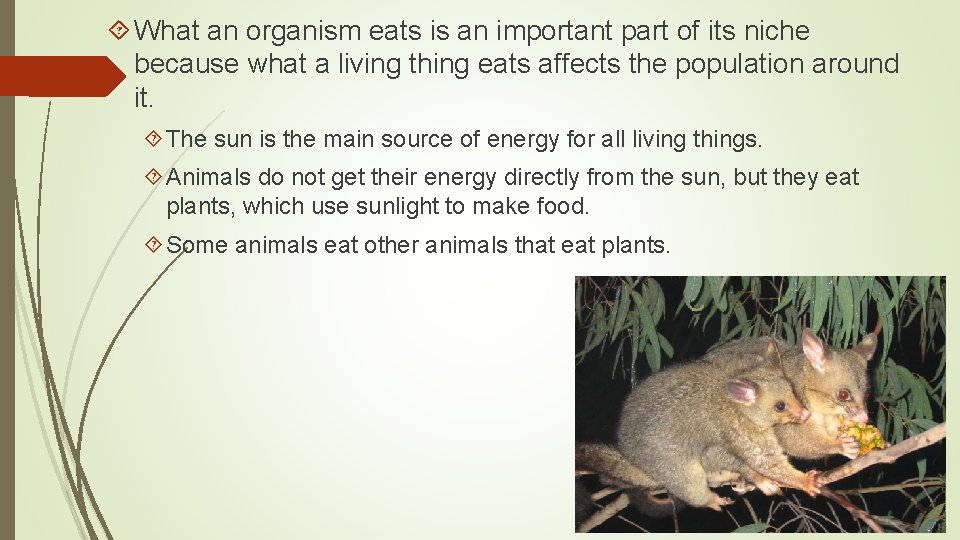  What an organism eats is an important part of its niche because what