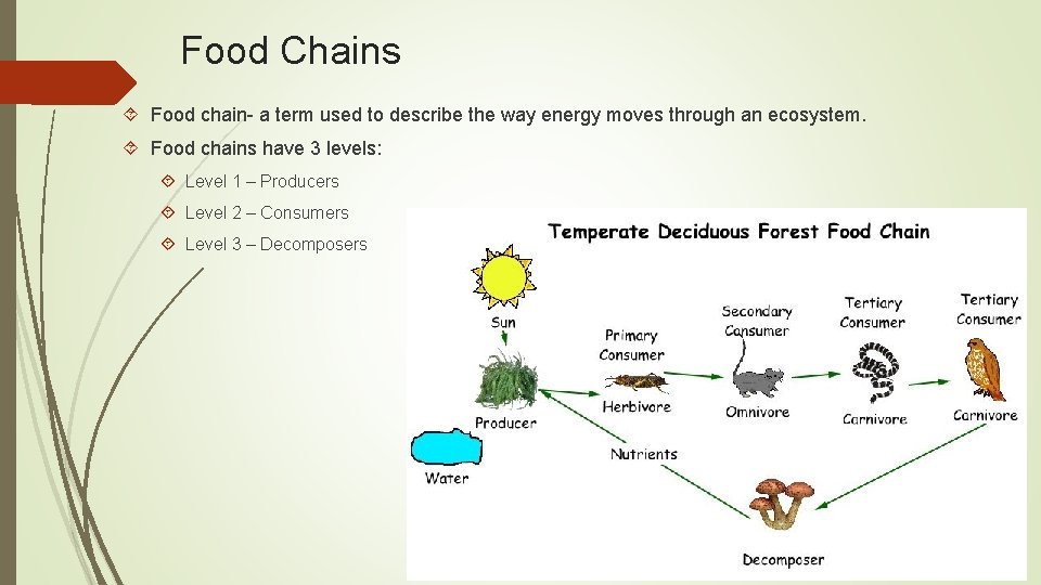 Food Chains Food chain- a term used to describe the way energy moves through