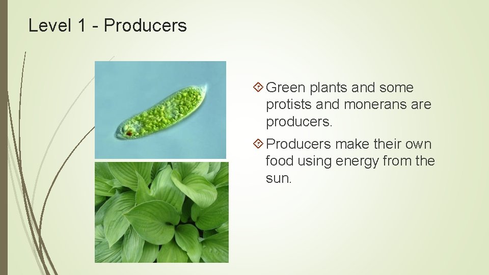 Level 1 - Producers Green plants and some protists and monerans are producers. Producers