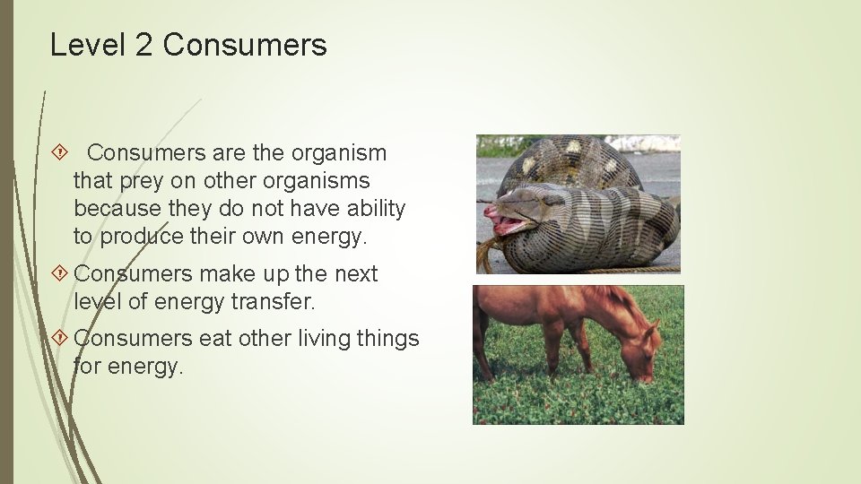 Level 2 Consumers are the organism that prey on other organisms because they do