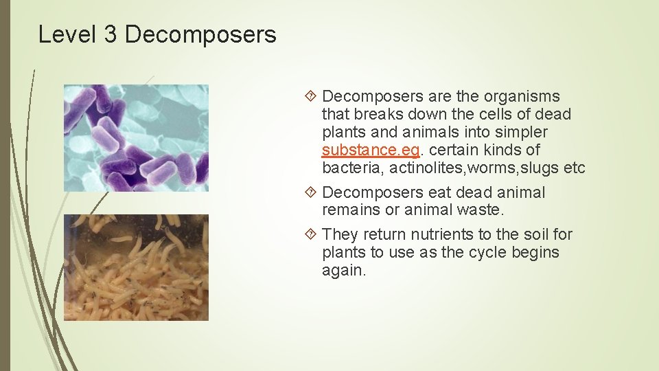 Level 3 Decomposers are the organisms that breaks down the cells of dead plants