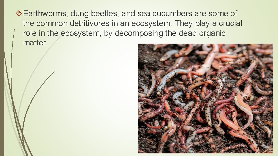  Earthworms, dung beetles, and sea cucumbers are some of the common detritivores in