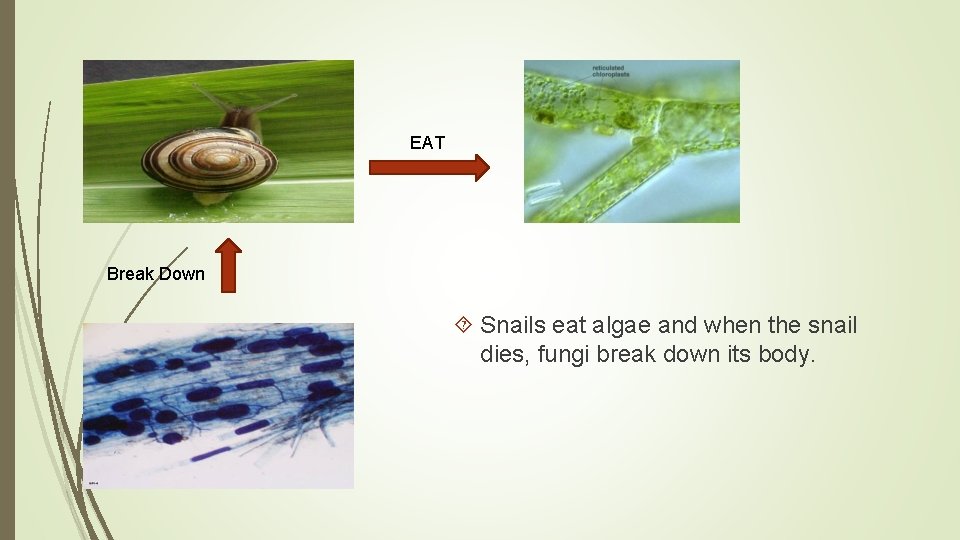 EAT Break Down Snails eat algae and when the snail dies, fungi break down