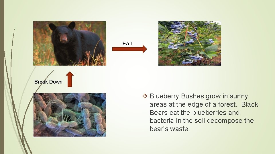 EAT Break Down Blueberry Bushes grow in sunny areas at the edge of a