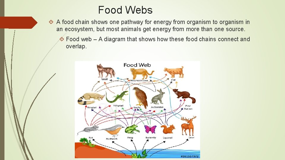 Food Webs A food chain shows one pathway for energy from organism to organism