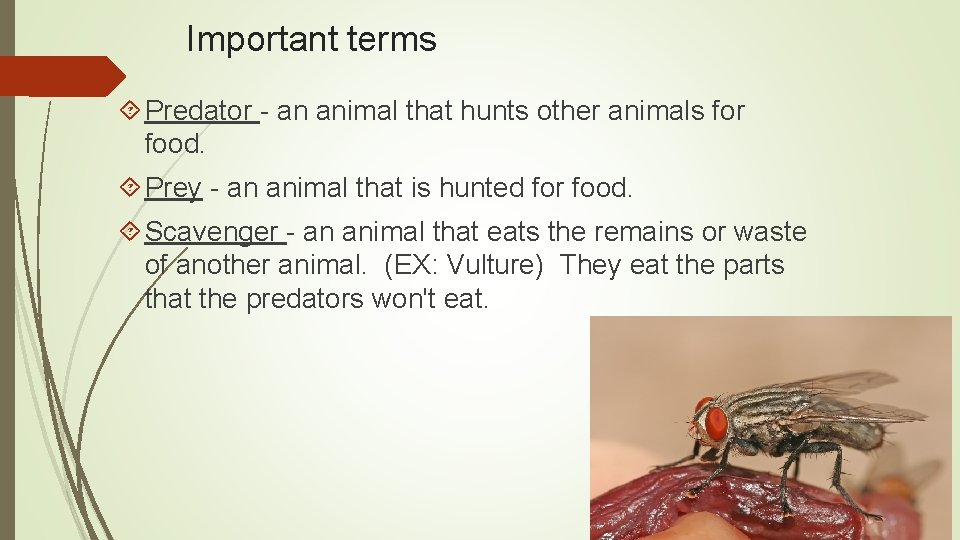 Important terms Predator - an animal that hunts other animals for food. Prey -