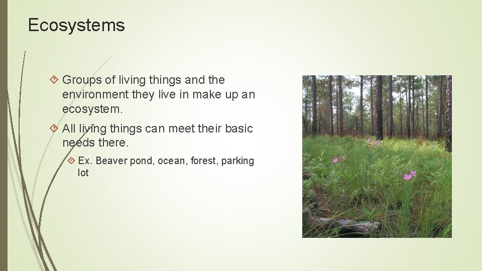 Ecosystems Groups of living things and the environment they live in make up an