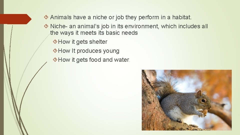  Animals have a niche or job they perform in a habitat. Niche- an