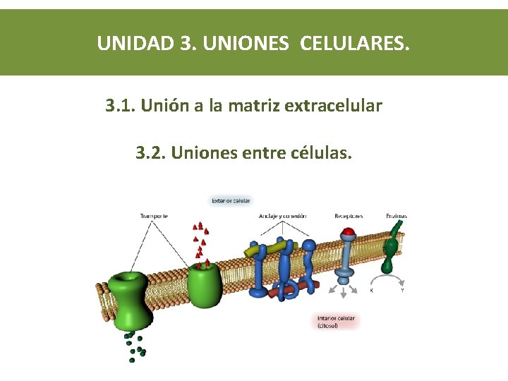 UNIDAD 3. UNIONES CELULARES. 3. 1. Unión a la matriz extracelular 3. 2. Uniones UNIDAD 3. UNIONES CELULARES. 3. 1. Unión a la matriz extracelular 3. 2. Uniones