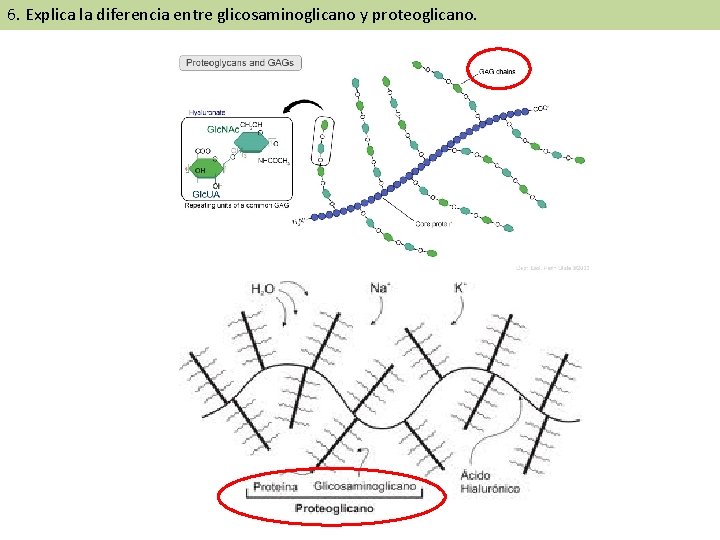 6. Explica la diferencia entre glicosaminoglicano y proteoglicano. 6. Explica la diferencia entre glicosaminoglicano y proteoglicano.