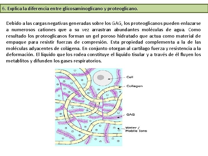 6. Explica la diferencia entre glicosaminoglicano y proteoglicano. Debido a las cargas negativas generadas 6. Explica la diferencia entre glicosaminoglicano y proteoglicano. Debido a las cargas negativas generadas