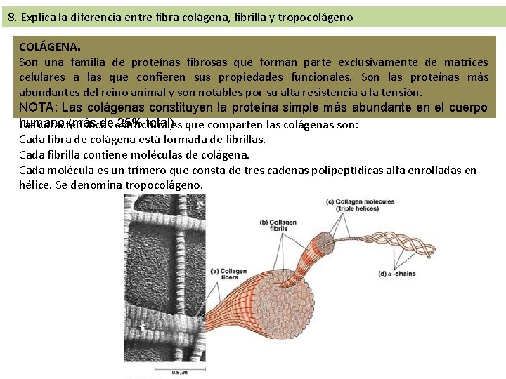 8. Explica la diferencia entre fibra colágena, fibrilla y tropocolágeno COLÁGENA. Son una familia 8. Explica la diferencia entre fibra colágena, fibrilla y tropocolágeno COLÁGENA. Son una familia
