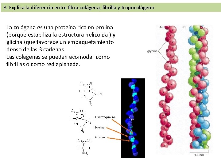 8. Explica la diferencia entre fibra colágena, fibrilla y tropocolágeno La colágena es una 8. Explica la diferencia entre fibra colágena, fibrilla y tropocolágeno La colágena es una