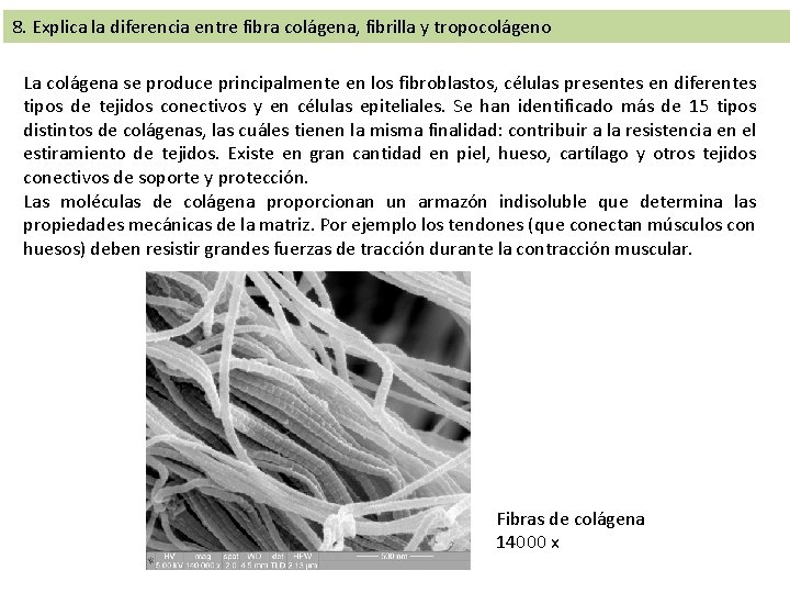 8. Explica la diferencia entre fibra colágena, fibrilla y tropocolágeno La colágena se produce 8. Explica la diferencia entre fibra colágena, fibrilla y tropocolágeno La colágena se produce