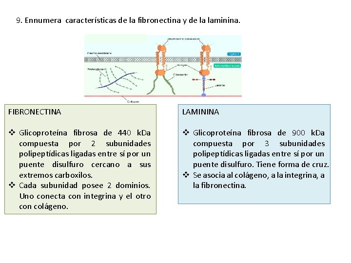 9. Ennumera características de la fibronectina y de la laminina. FIBRONECTINA LAMININA v Glicoproteína 9. Ennumera características de la fibronectina y de la laminina. FIBRONECTINA LAMININA v Glicoproteína