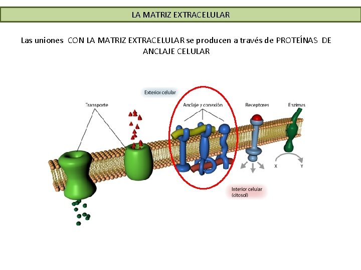 LA MATRIZ EXTRACELULAR Las uniones CON LA MATRIZ EXTRACELULAR se producen a través de LA MATRIZ EXTRACELULAR Las uniones CON LA MATRIZ EXTRACELULAR se producen a través de