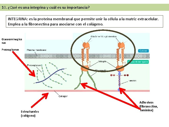 10. ¿Qué es una integrina y cuál es su importancia? INTEGRINA: es la proteína 10. ¿Qué es una integrina y cuál es su importancia? INTEGRINA: es la proteína