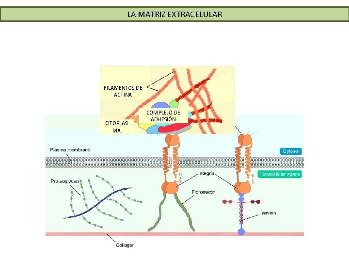 LA MATRIZ EXTRACELULAR FILAMENTOS DE ACTINA CITOPLAS MA COMPLEJO DE ADHESIÓN LA MATRIZ EXTRACELULAR FILAMENTOS DE ACTINA CITOPLAS MA COMPLEJO DE ADHESIÓN