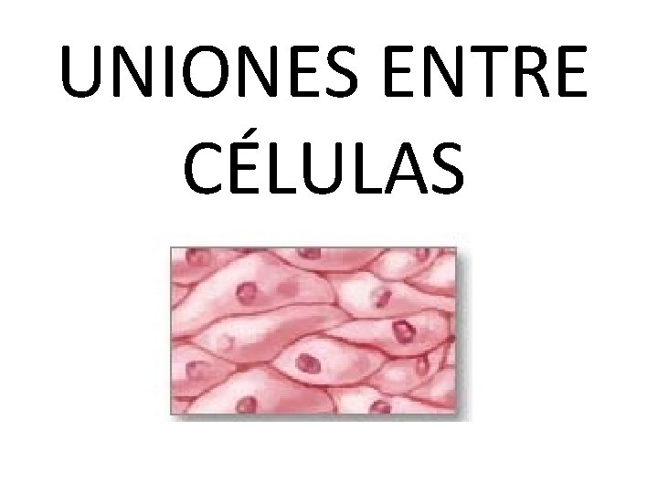 UNIONES ENTRE CÉLULAS UNIONES ENTRE CÉLULAS