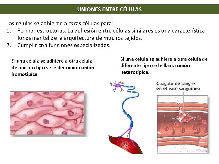 UNIONES ENTRE CÉLULAS Las células se adhieren a otras células para: 1. Formar estructuras. UNIONES ENTRE CÉLULAS Las células se adhieren a otras células para: 1. Formar estructuras.