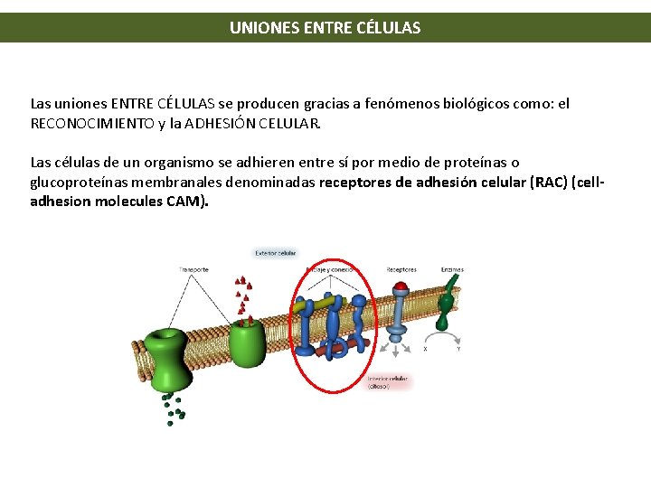 UNIONES ENTRE CÉLULAS Las uniones ENTRE CÉLULAS se producen gracias a fenómenos biológicos como: UNIONES ENTRE CÉLULAS Las uniones ENTRE CÉLULAS se producen gracias a fenómenos biológicos como: