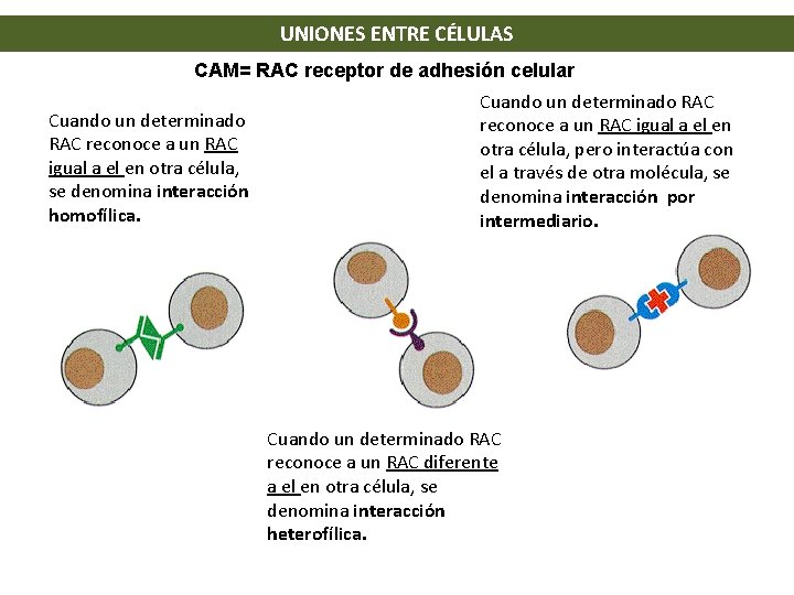 UNIONES ENTRE CÉLULAS CAM= RAC receptor de adhesión celular Cuando un determinado RAC reconoce UNIONES ENTRE CÉLULAS CAM= RAC receptor de adhesión celular Cuando un determinado RAC reconoce