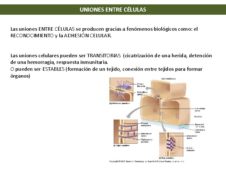 UNIONES ENTRE CÉLULAS Las uniones ENTRE CÉLULAS se producen gracias a fenómenos biológicos como: UNIONES ENTRE CÉLULAS Las uniones ENTRE CÉLULAS se producen gracias a fenómenos biológicos como: