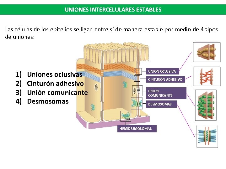 UNIONES INTERCELULARES ESTABLES Las células de los epitelios se ligan entre sí de manera UNIONES INTERCELULARES ESTABLES Las células de los epitelios se ligan entre sí de manera