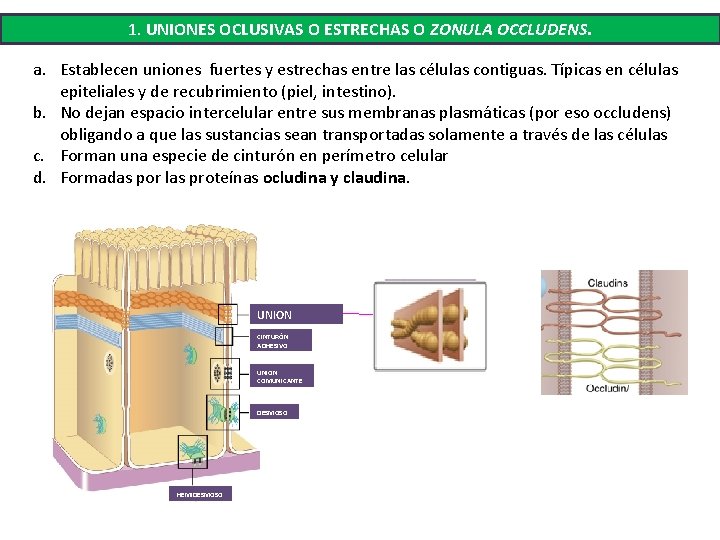 1. UNIONES OCLUSIVAS O ESTRECHAS O ZONULA OCCLUDENS. a. Establecen uniones fuertes y estrechas 1. UNIONES OCLUSIVAS O ESTRECHAS O ZONULA OCCLUDENS. a. Establecen uniones fuertes y estrechas