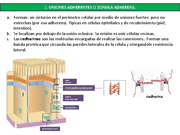 2. UNIONES ADHERENTES O ZONULA ADHERENS. a. Forman un cinturón en el perímetro celular 2. UNIONES ADHERENTES O ZONULA ADHERENS. a. Forman un cinturón en el perímetro celular