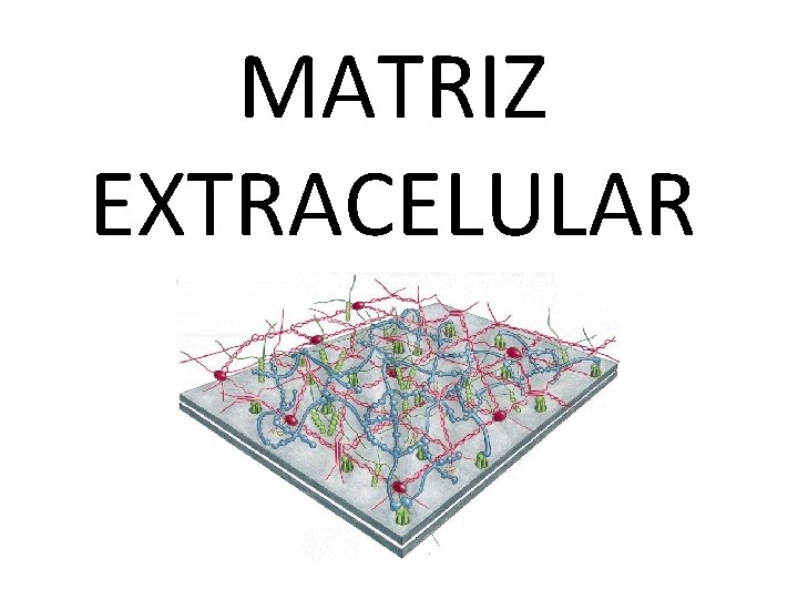 MATRIZ EXTRACELULAR MATRIZ EXTRACELULAR