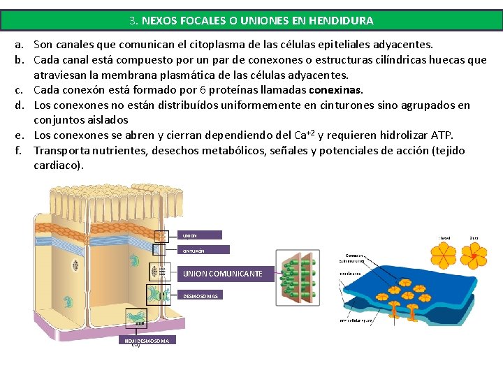 3. NEXOS FOCALES O UNIONES EN HENDIDURA a. Son canales que comunican el citoplasma 3. NEXOS FOCALES O UNIONES EN HENDIDURA a. Son canales que comunican el citoplasma