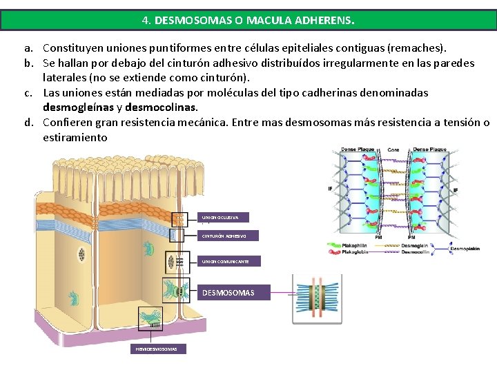 4. DESMOSOMAS O MACULA ADHERENS. a. Constituyen uniones puntiformes entre células epiteliales contiguas (remaches). 4. DESMOSOMAS O MACULA ADHERENS. a. Constituyen uniones puntiformes entre células epiteliales contiguas (remaches).
