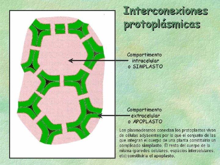 PLASMODESMO Una característica de la mayoría de las células vegetales es la presencia de PLASMODESMO Una característica de la mayoría de las células vegetales es la presencia de