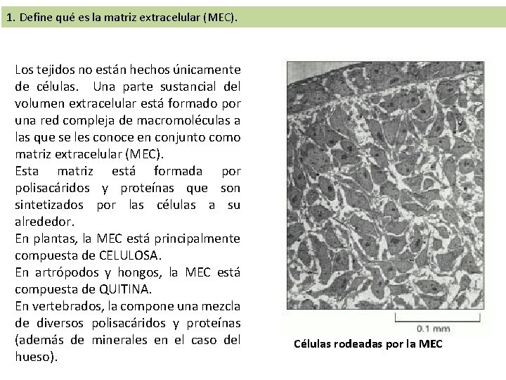 1. Define qué es la matriz extracelular (MEC). Los tejidos no están hechos únicamente 1. Define qué es la matriz extracelular (MEC). Los tejidos no están hechos únicamente