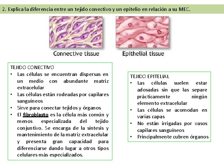 2. Explica la diferencia entre un tejido conectivo y un epitelio en relación a 2. Explica la diferencia entre un tejido conectivo y un epitelio en relación a