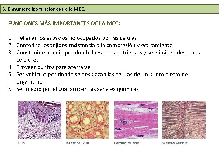 3. Ennumera las funciones de la MEC. FUNCIONES MÁS IMPORTANTES DE LA MEC: 1. 3. Ennumera las funciones de la MEC. FUNCIONES MÁS IMPORTANTES DE LA MEC: 1.