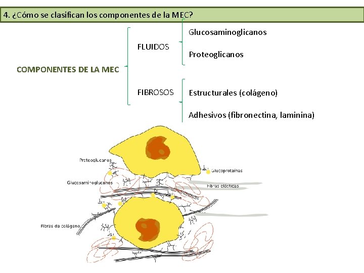 4. ¿Cómo se clasifican los componentes de la MEC? Glucosaminoglicanos FLUIDOS Proteoglicanos COMPONENTES DE 4. ¿Cómo se clasifican los componentes de la MEC? Glucosaminoglicanos FLUIDOS Proteoglicanos COMPONENTES DE