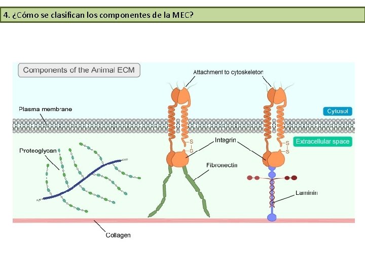 4. ¿Cómo se clasifican los componentes de la MEC? 4. ¿Cómo se clasifican los componentes de la MEC?