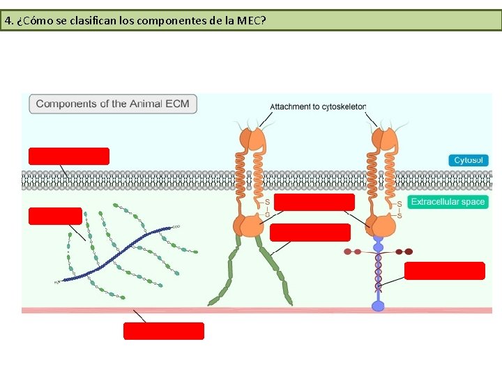 4. ¿Cómo se clasifican los componentes de la MEC? 4. ¿Cómo se clasifican los componentes de la MEC?