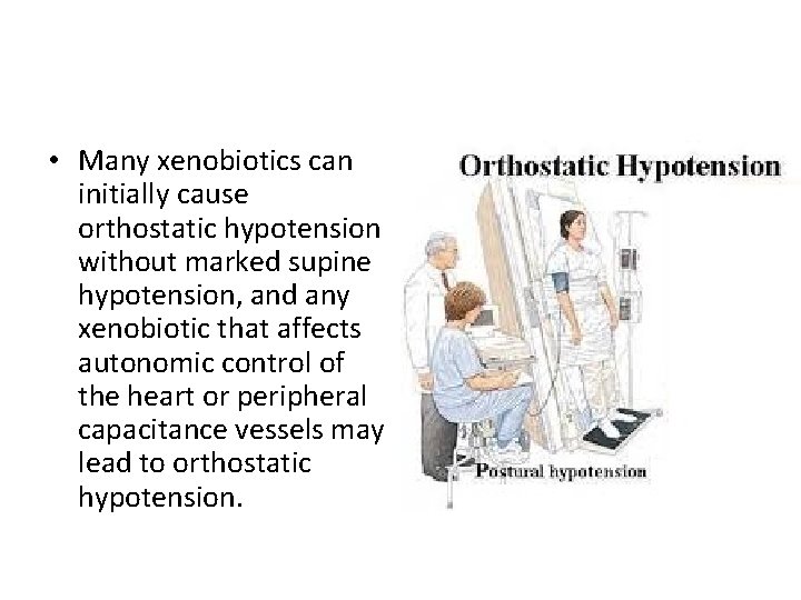  • Many xenobiotics can initially cause orthostatic hypotension without marked supine hypotension, and