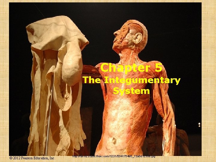 Chapter 5 The Integumentary System © 2012 Pearson Education, Inc. http: //farm 2. static.
