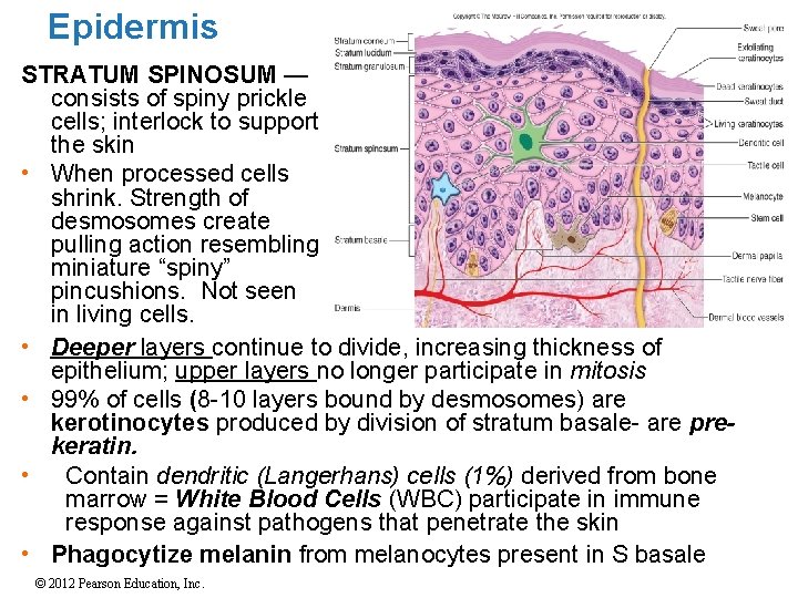 Epidermis STRATUM SPINOSUM — consists of spiny prickle cells; interlock to support the skin