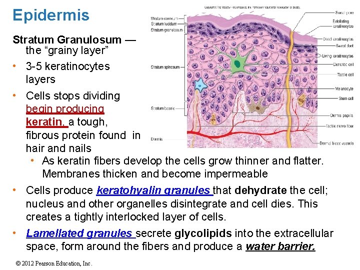 Epidermis Stratum Granulosum — the “grainy layer” • 3 -5 keratinocytes layers • Cells