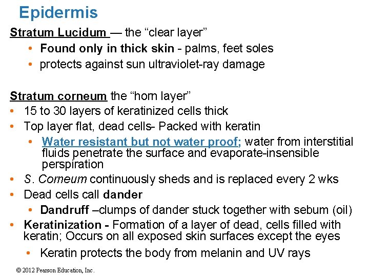 Epidermis Stratum Lucidum — the “clear layer” • Found only in thick skin -