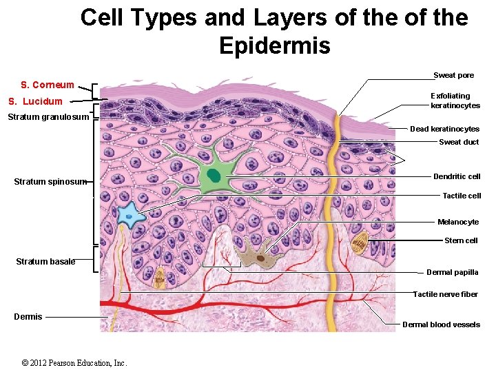 Cell Types and Layers of the Epidermis Copyright © The Mc. Graw-Hill Companies, Inc.